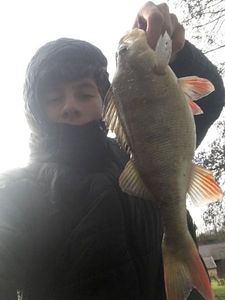 European Perch