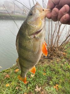 European Perch