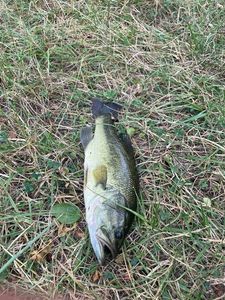 Smallmouth Bass