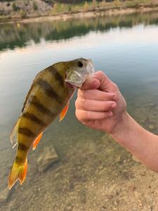 European Perch