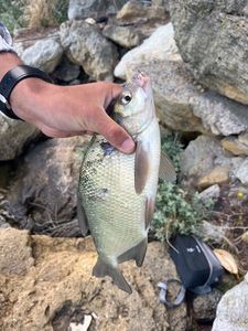 Common Bream