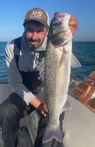 European Bass (Seabass)