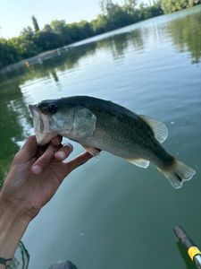 Largemouth Bass