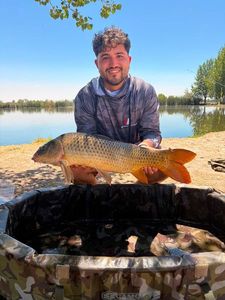 Common Carp
