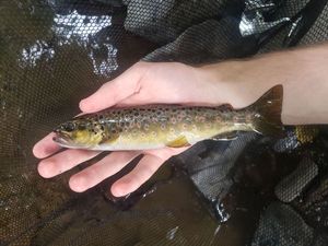 Brown Trout
