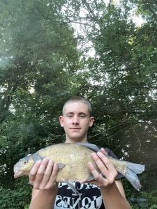 Common Bream