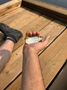 Roach