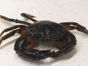 Crabe Verruqueux