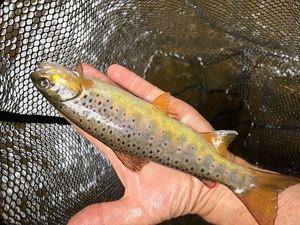 Brown Trout