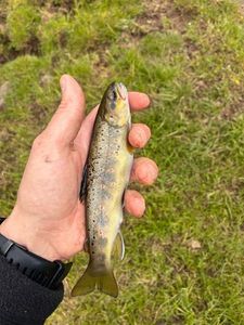 Brown Trout