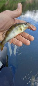 European Perch