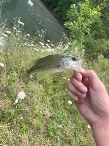 Largemouth Bass