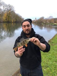 European Perch