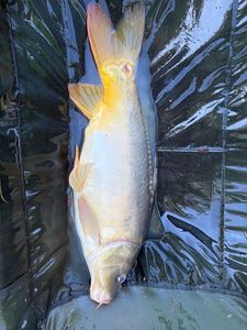 Mirror Carp