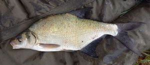 Common Bream