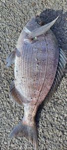 Black Seabream