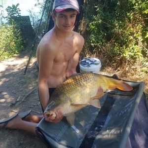 Common Carp