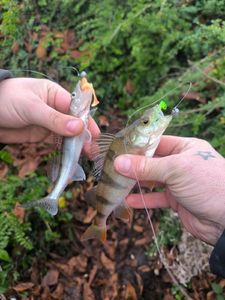 European Perch