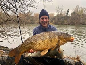 Common Carp
