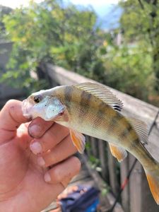 European Perch