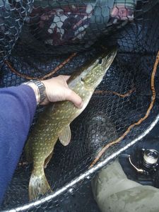 Northern Pike