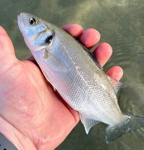 European Bass (Seabass)
