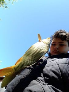 Common Carp