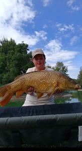 Common Carp