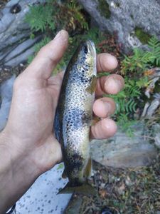 Brown Trout