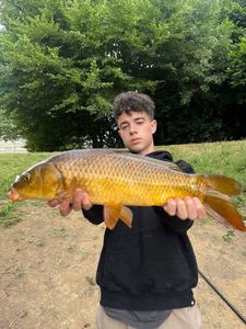 Common Carp