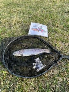 Rainbow Trout