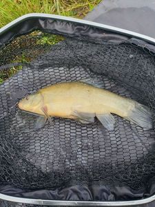 Tench