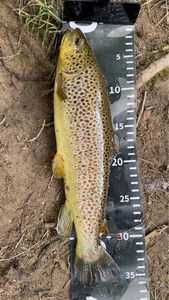 Brown Trout