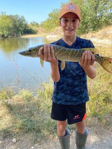 Northern Pike