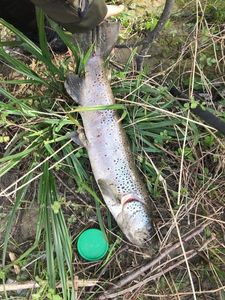 Brown Trout