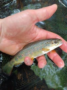 Brown Trout