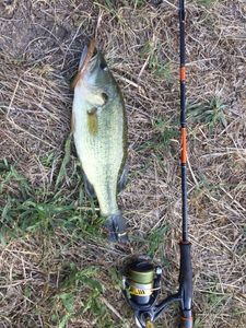 Smallmouth Bass