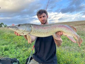 Northern Pike