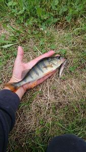 European Perch