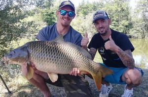 Common Carp