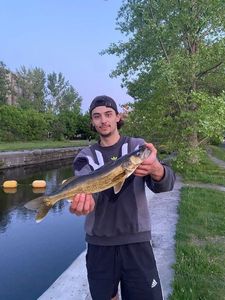 Walleye