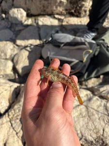 Ringneck Blenny