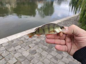 European Perch