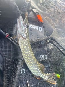 Northern Pike