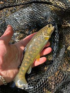 Brown Trout
