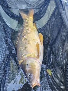 Mirror Carp