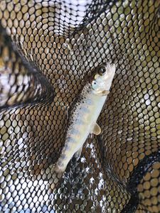 Atlantic Salmon (Juvenile)
