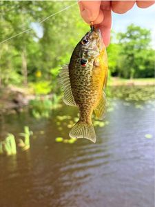 Green Sunfish