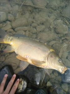 Leather Carp
