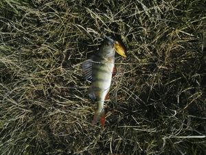 European Perch
